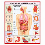 Digestive System